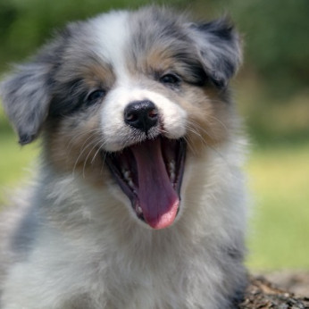 Border collie - Border collie, kölykök