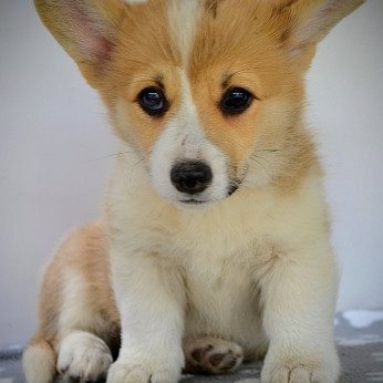 Walesi Corgi Pembroke kiskutyák eladók