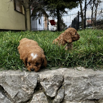 Cavapoo kiskutyák eladók