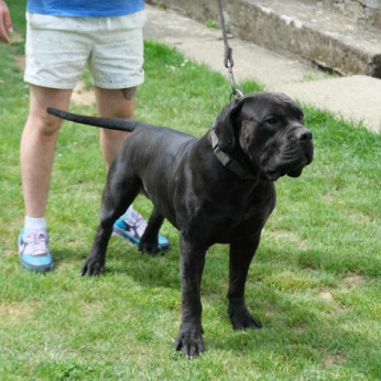 Boerboel (dél-afrikai masztiff) kölykök
