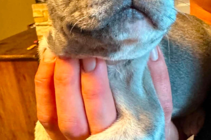 Francia Bulldog -szuka kiskutya