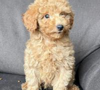 Toy Poodle kölyök