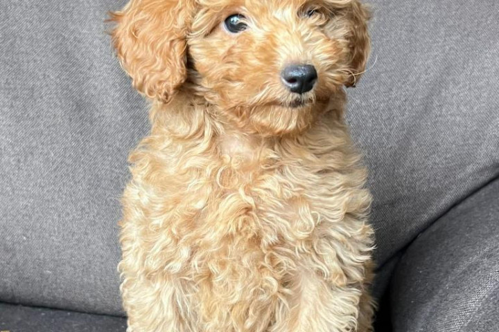Toy Poodle kölyök