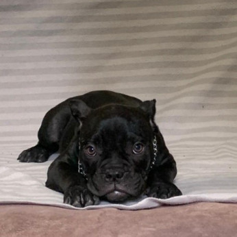 American Bully Exotic Micro kölykök