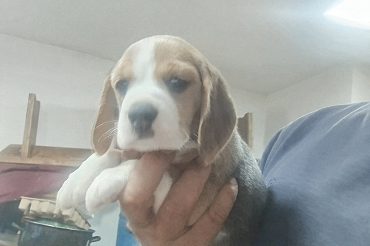 Beagle – Gyönyörű kölykök