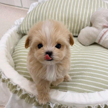 Gyönyörű Maltipoo kölykök eladók. Üzleti WhatsApp: +37256348129