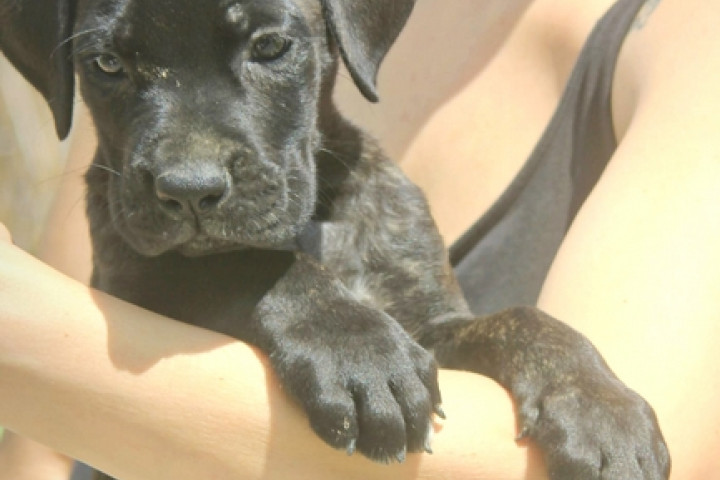 Cane Corso kölykök