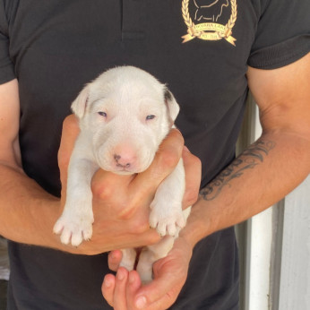 Normál bullterrier kölykök