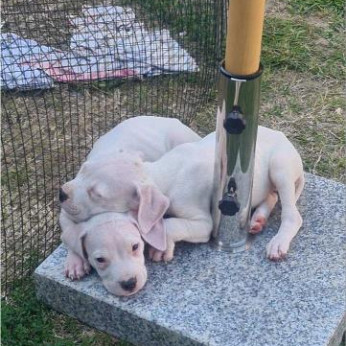 Dogo Argentino – Gyönyörű kölykök
