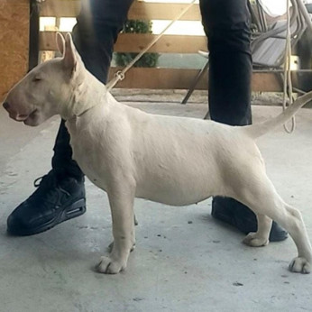 Normál bullterrier kölykök