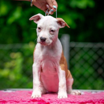 Amerikai staffordshire terrier kölykök