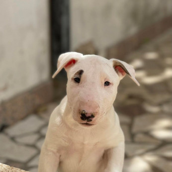 Bullterrier kölykök