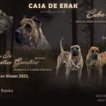 Presa Canario gyönyörű kiskutyák
