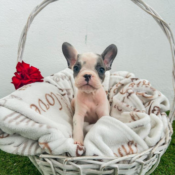 francia bulldog kölykök