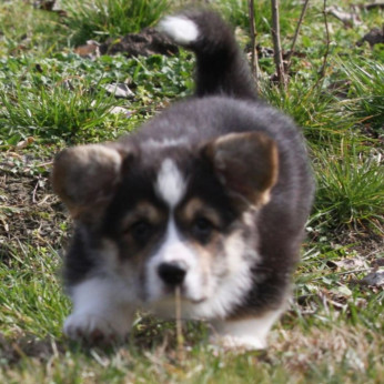 Pembroke walesi corgi kölykök