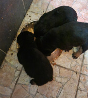 Rottweiler kölyök kutyusok