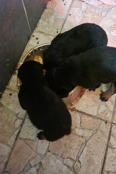 Rottweiler kölyök kutyusok