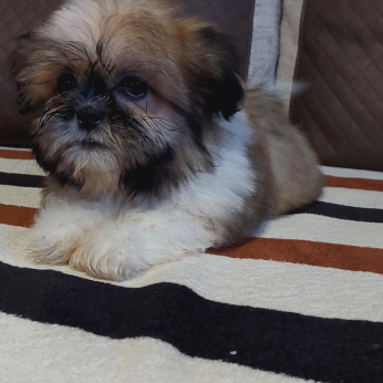 Shih-tzu babák Eladók!