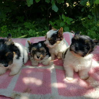 Biewer yorkshire yorki kisfiú-kislány gazdit keres! 2 x oltva