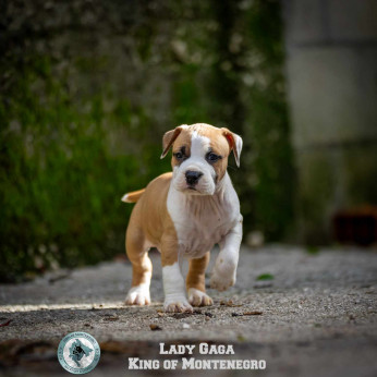 Amerikai Stafford terrier kölykök