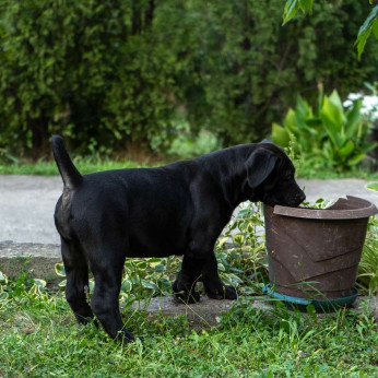 Dél-afrikai masztiff – Boerboel kiskutyák