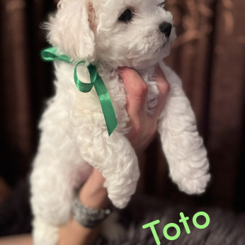 Bichon Frise kölykök