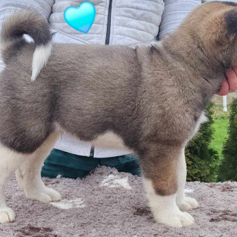 Amerikai akita kan kölykök