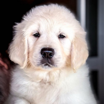 Arany Retriever Gyönyörű Kölykök