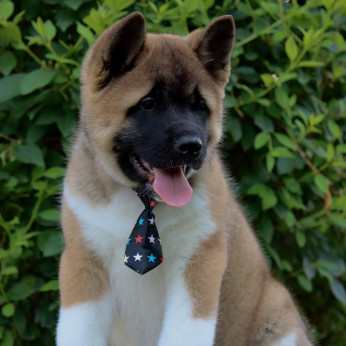 Amerikai Akita kölykök