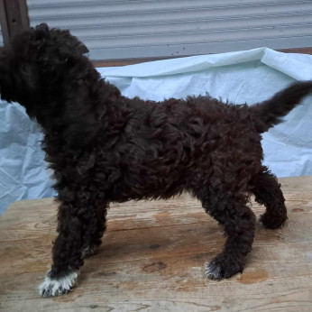 Lagotto Romagnolo kölykök
