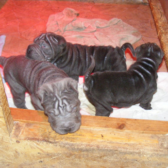 Shar-pei kiskutyák eladók