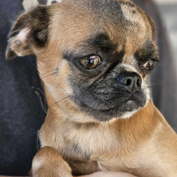 Petit Brabancon és Griffon kölykök