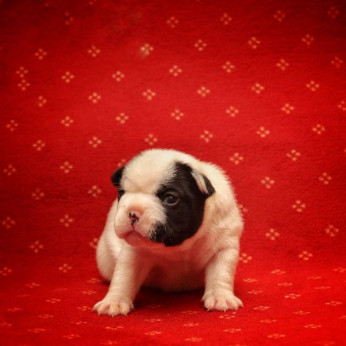 Francia bulldog