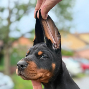 Dobermann – Gyönyörű kölykök