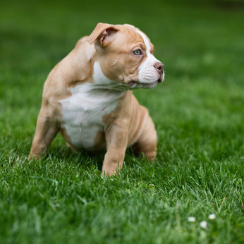 American Bully kiskutyák eladók
