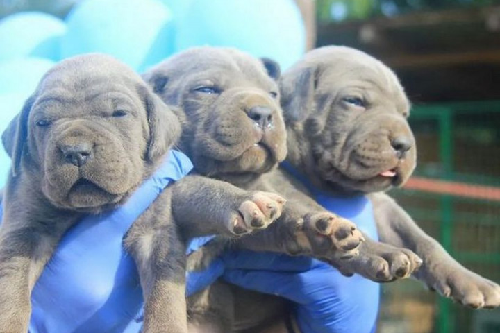 Cane Corso kölykök