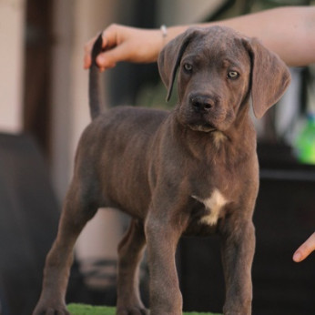 Cane corso kölykök