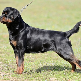 A ROTTWEILER legjobb alomja