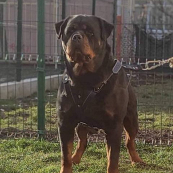 Rottweiler, legjobb kölykök