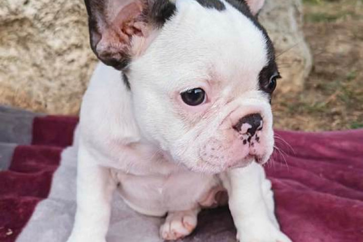 Merle francia bulldog kölykök