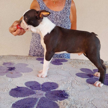 Boston terrier kölykök