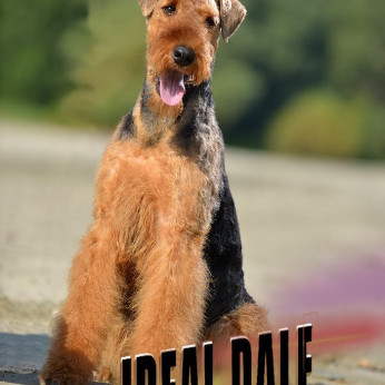 Airedale terrier GYÖNYÖRŰ kutyusok