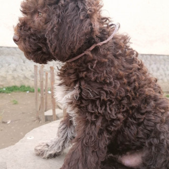 lagotto romagnolo kiskutyák
