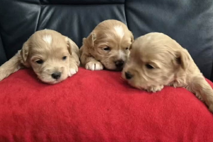 Maltipoo kölykök, gyönyörű babák