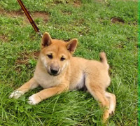 Gyönyörű törzskönyvezett Shiba inu kiskutyák