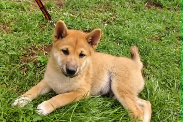 Gyönyörű törzskönyvezett Shiba inu kiskutyák