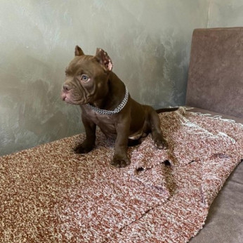 American Bully Exotic Micro kölykök