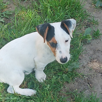 jack russel