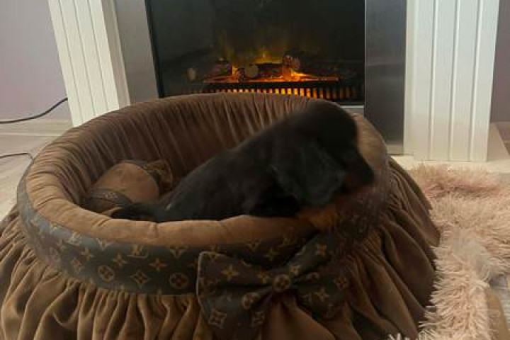 Hosszú szőrű törpe tacskók