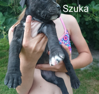 Eladó Amstaff kölykök